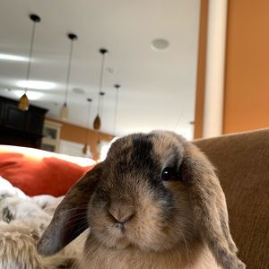 Meet your Posher, Devyn